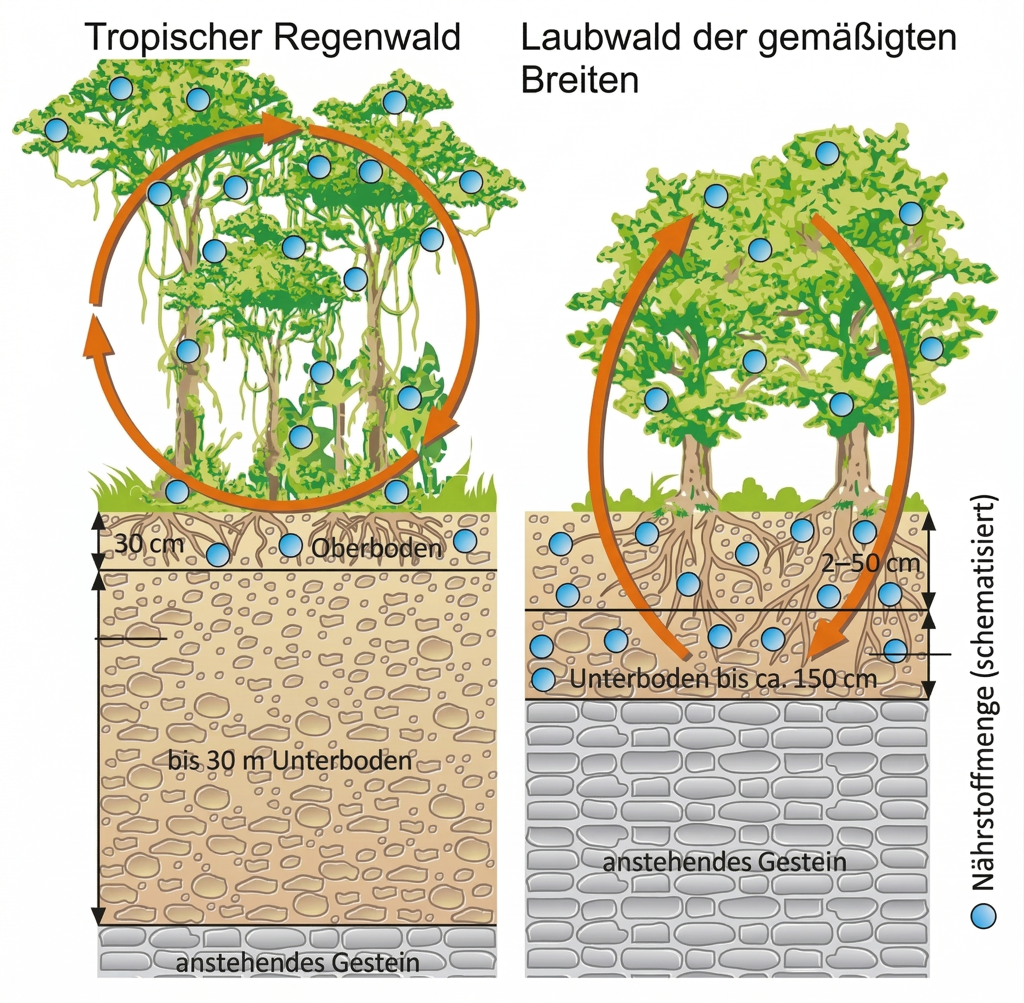 Vergleichsdiagramm zwischen Tropischem Regenwald und Laubwald der gemäßigten Breiten zur Darstellung von Nährstoffkreisläufen, Bodenstrukturen und Wurzeltiefen.
